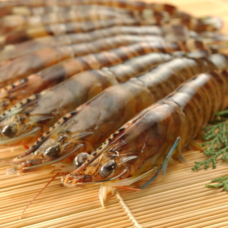 活き〆冷凍車海老（生食可：125g×2P） | 隼人の恵み