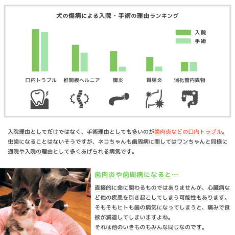Petee ペッティー 北海道産クマザサ濃縮エキス（ペット用） 50ml