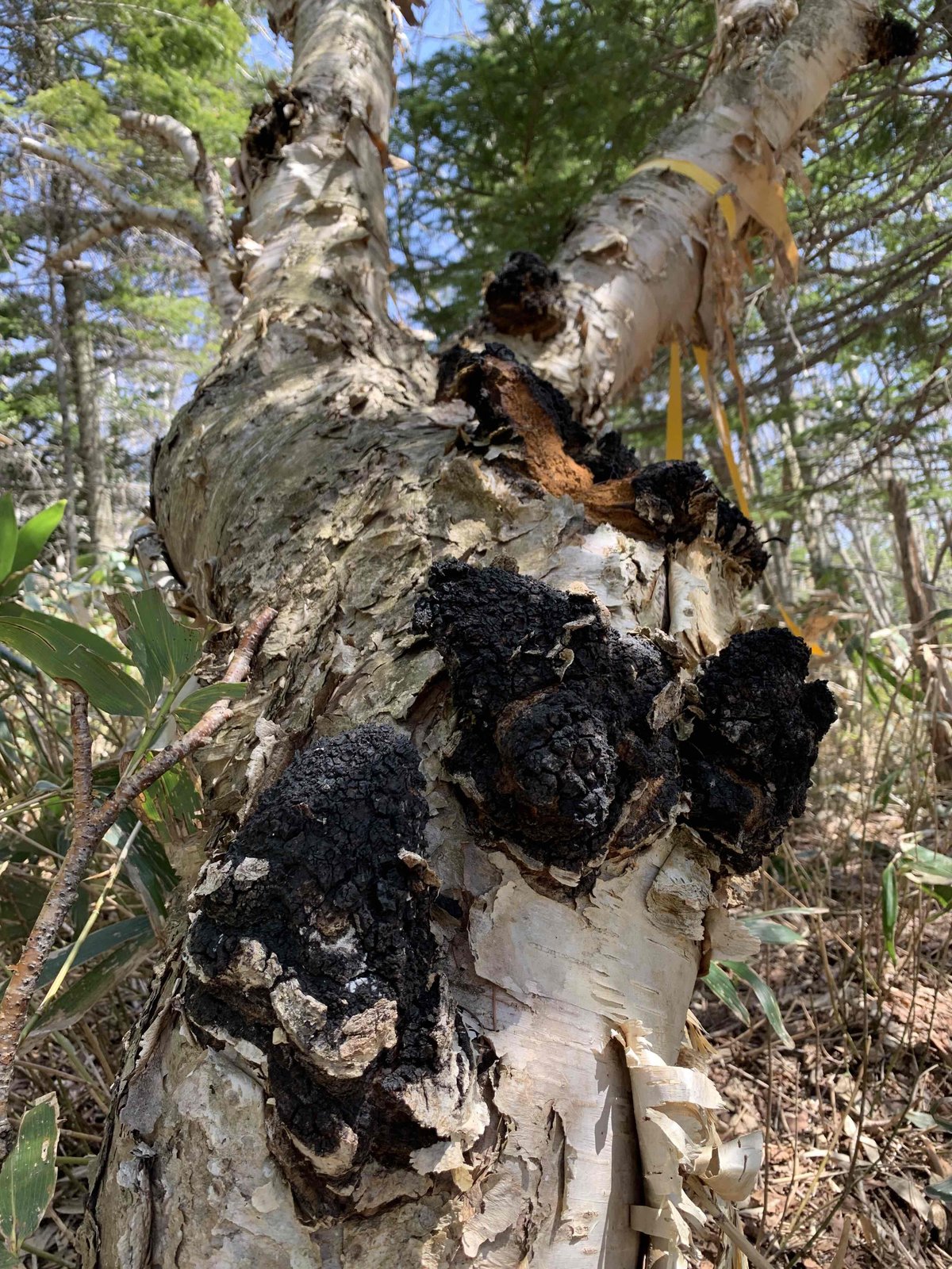 北海道産 カバタケ茶 100g入り粒形1.5～2㎜ ティーバッグ付き | えぞ