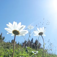 ペットお別れ式
