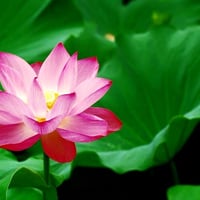 お焚き上げ　80㎝サイズ