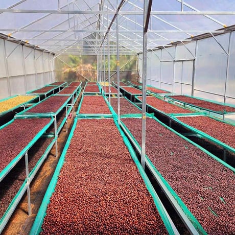 VIETNUM / Langbiang coffee project 250g