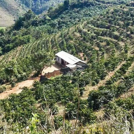 CHINA / Yunnan 250g