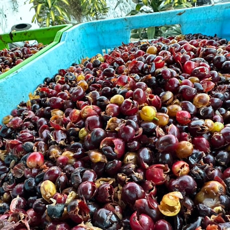 Guatemala / Naranjales 250g