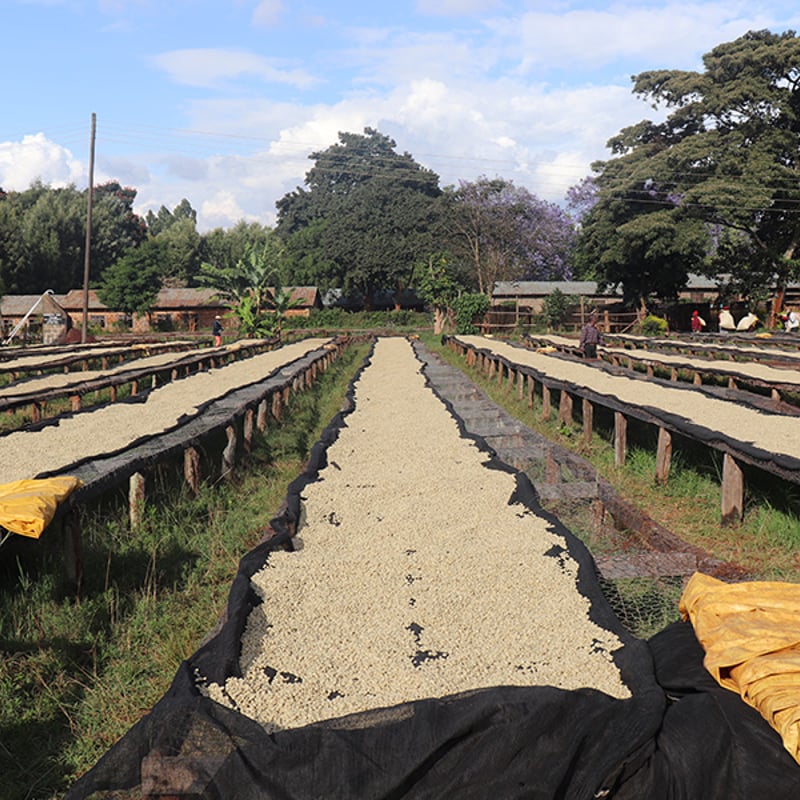 KENYA/Nyeri 250g | BASKING COFFEE hiroshima