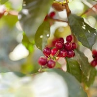 Guatemala / Naranjales 250g