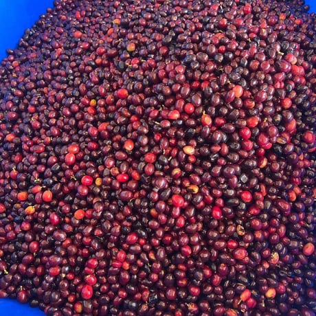 VIETNUM / Langbiang coffee project 250g