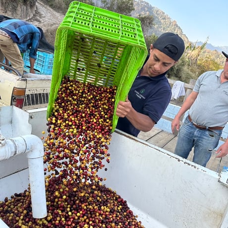 Guatemala / Naranjales 250g
