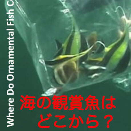 DVD "Asia's Oceans(1) Poison and Bombs"