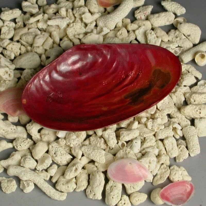 茶箕（茶さじ） 貝がら形 大＜かまくら推奨品＞ | 鎌倉清雅堂
