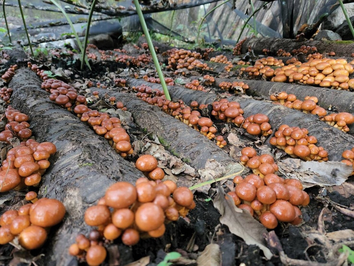 原木なめこ　10kg 楽天市場】【ふるさと納税】原木なめこ「大野台なめこ」 2kg : 秋田県