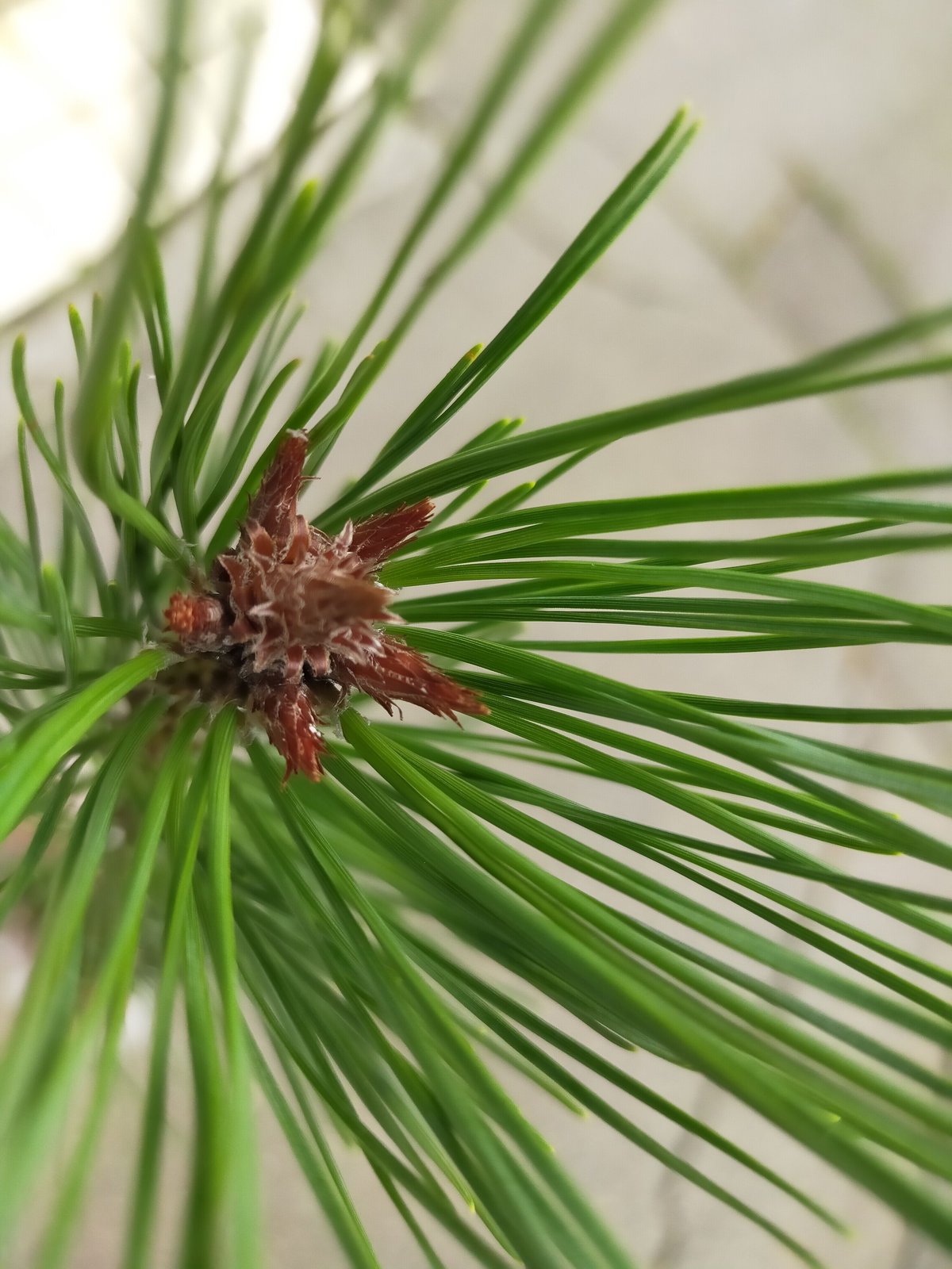 赤松一年生/苗木】縁起物/天然赤松/松/里山自生/野生/一年生/苗/檜原村