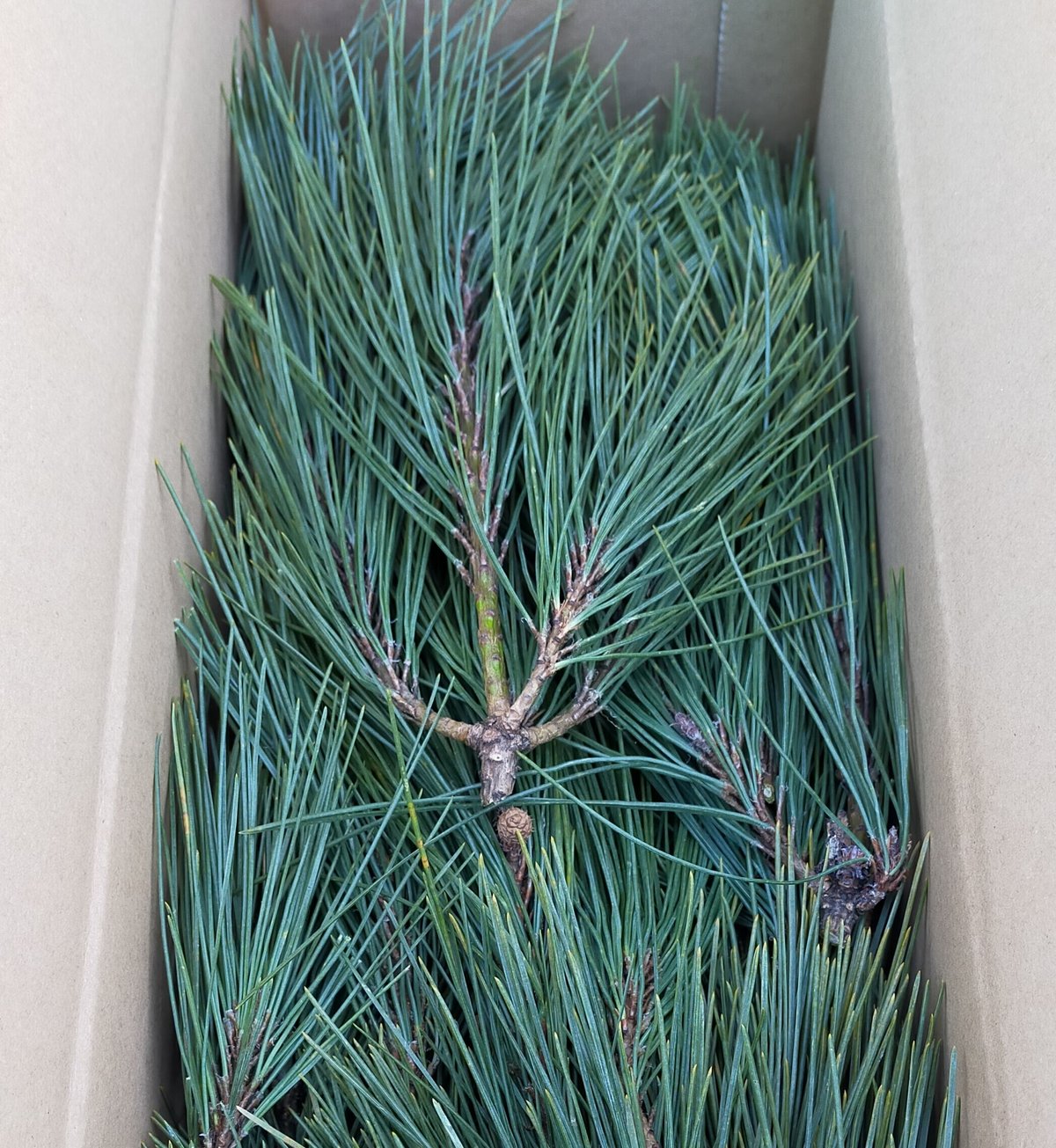 【赤松一年生/苗木】縁起物/天然赤松/松/里山自生/野生/一年生/苗/檜原村産 赤松一年生/苗木】縁起物/天然赤松/松/里山自生/野生/一年生/苗