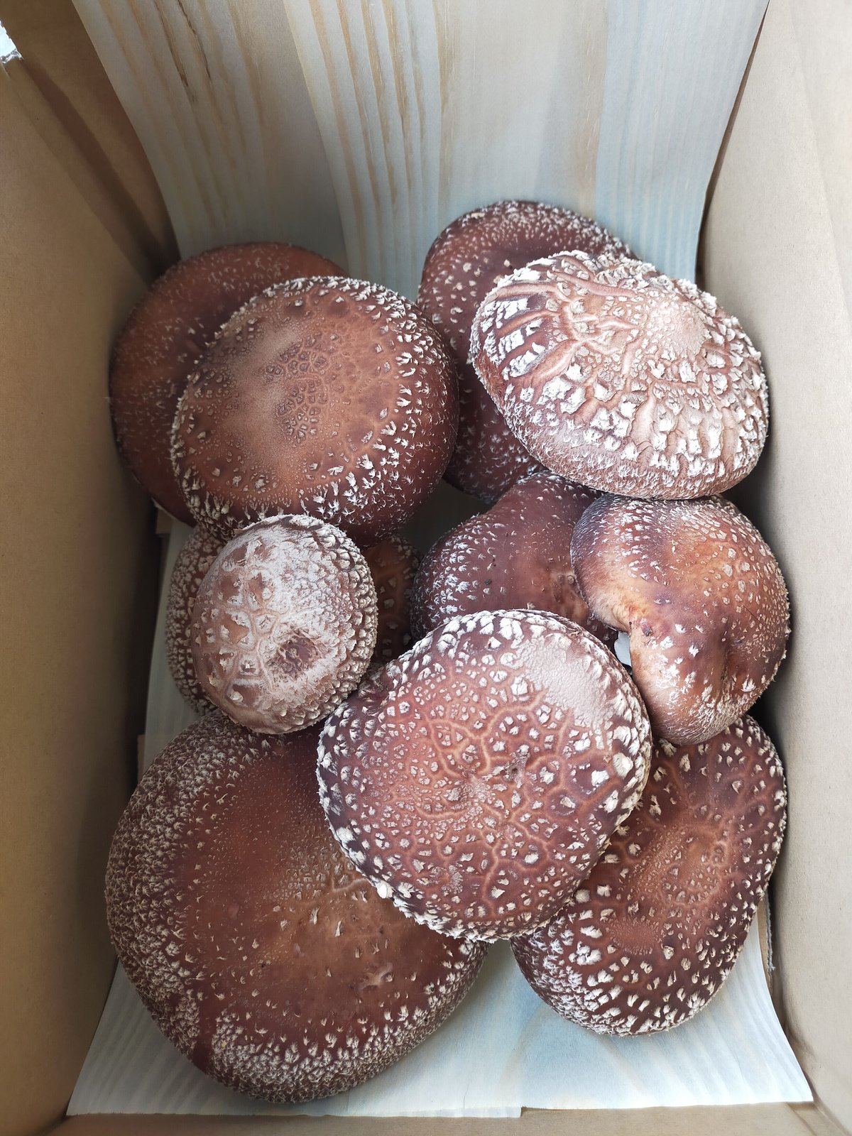 原木栽培しいたけ500g｣数量、期間限定 | 赤松くらし