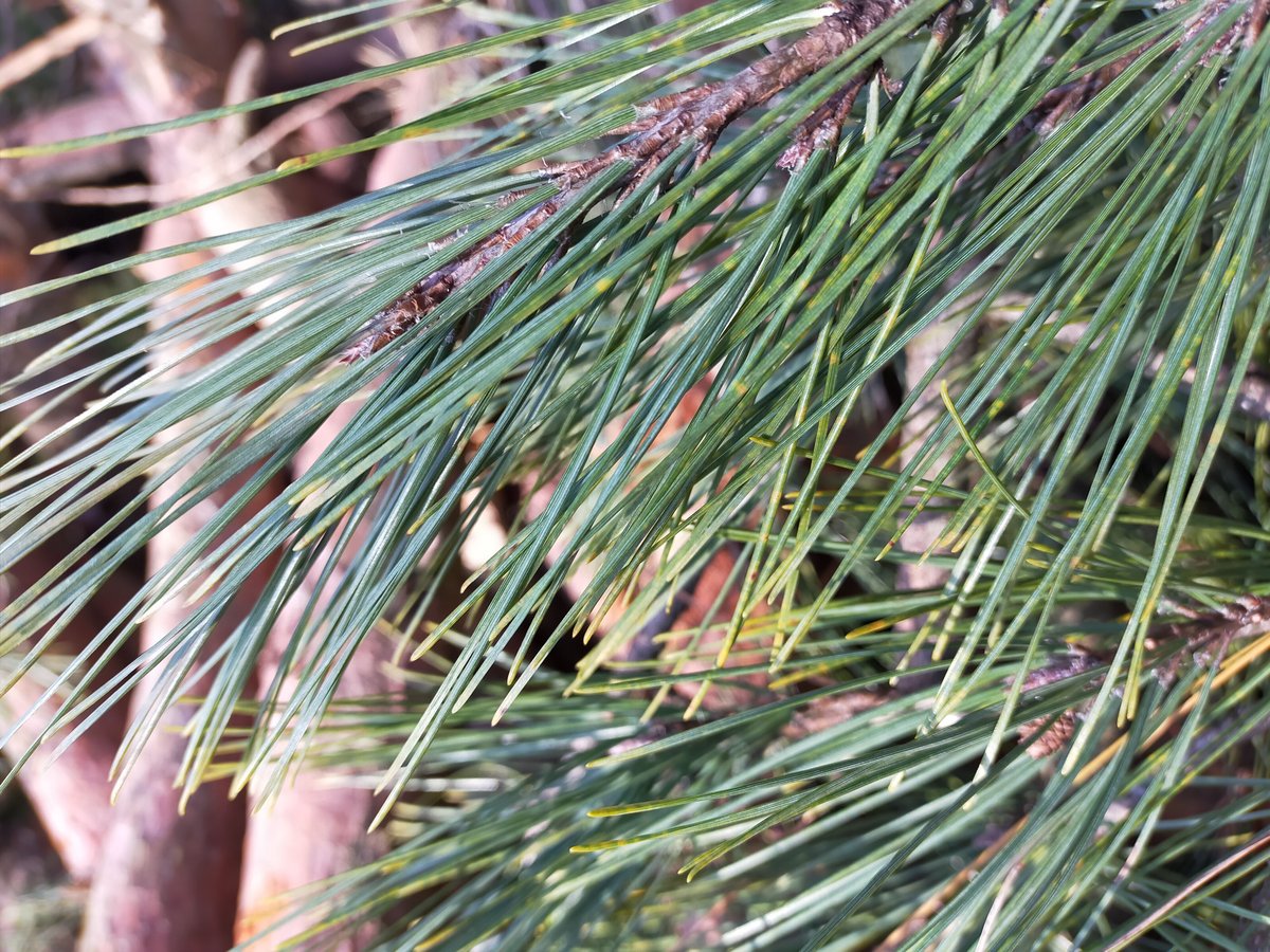 赤松一年生/苗木】縁起物/天然赤松/松/里山自生/野生/一年生/苗/檜原村