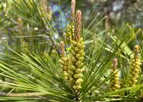 青松ぼっくり【期間、数量限定】 | 赤松くらし