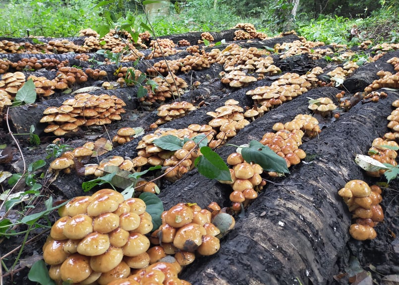 原木なめこ 10kg 原木なめこ