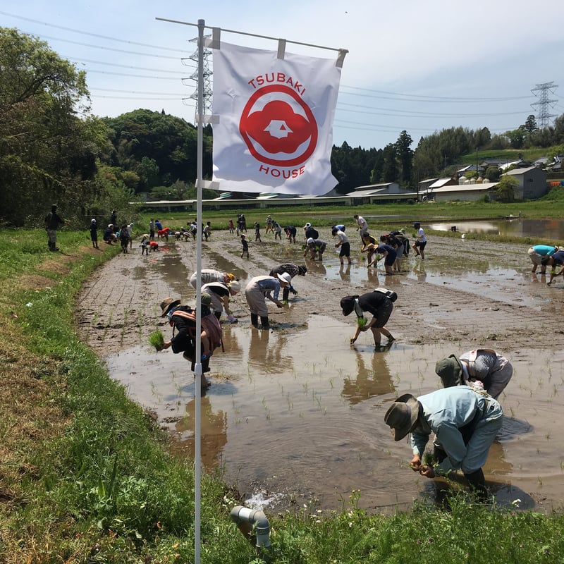 新米)令和6年産:コシヒカリ【美人米】玄米20kg 千葉県神崎町 新米)令和6年産:コシヒカリ【美人米】玄米20kg 千葉県神崎町