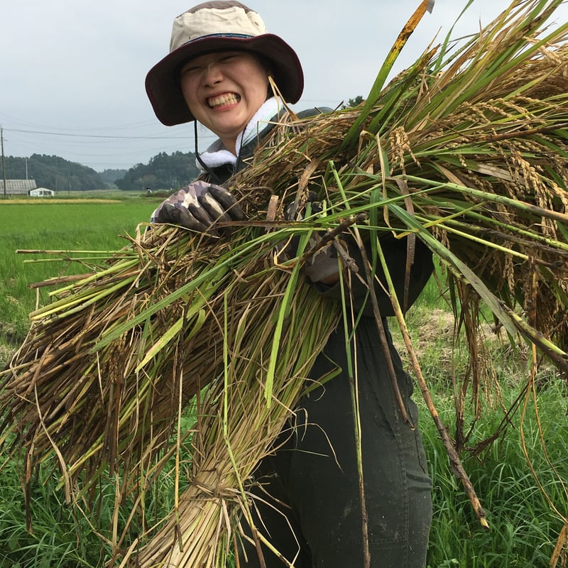 新米)令和6年産:コシヒカリ【美人米】白米10kg 千葉県神崎町 新米)令和6年産:コシヒカリ【美人米】白米10kg 千葉県神崎町