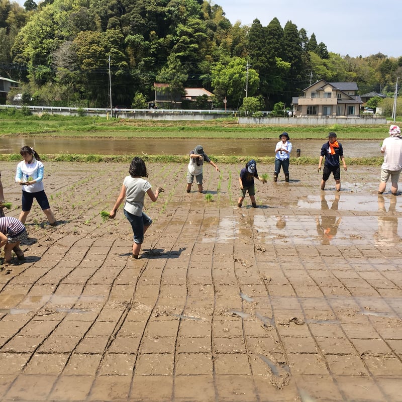 新米)令和6年産:コシヒカリ【美人米】白米20kg 千葉県神崎町 新米)令和6年産:コシヒカリ【美人米】白米20kg 千葉県神崎町