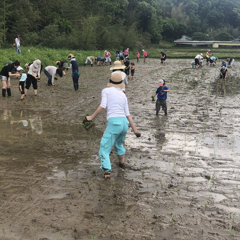 新米)令和6年産:コシヒカリ【美人米】玄米20kg 千葉県神崎町 新米)令和6年産:コシヒカリ【美人米】玄米20kg 千葉県神崎町