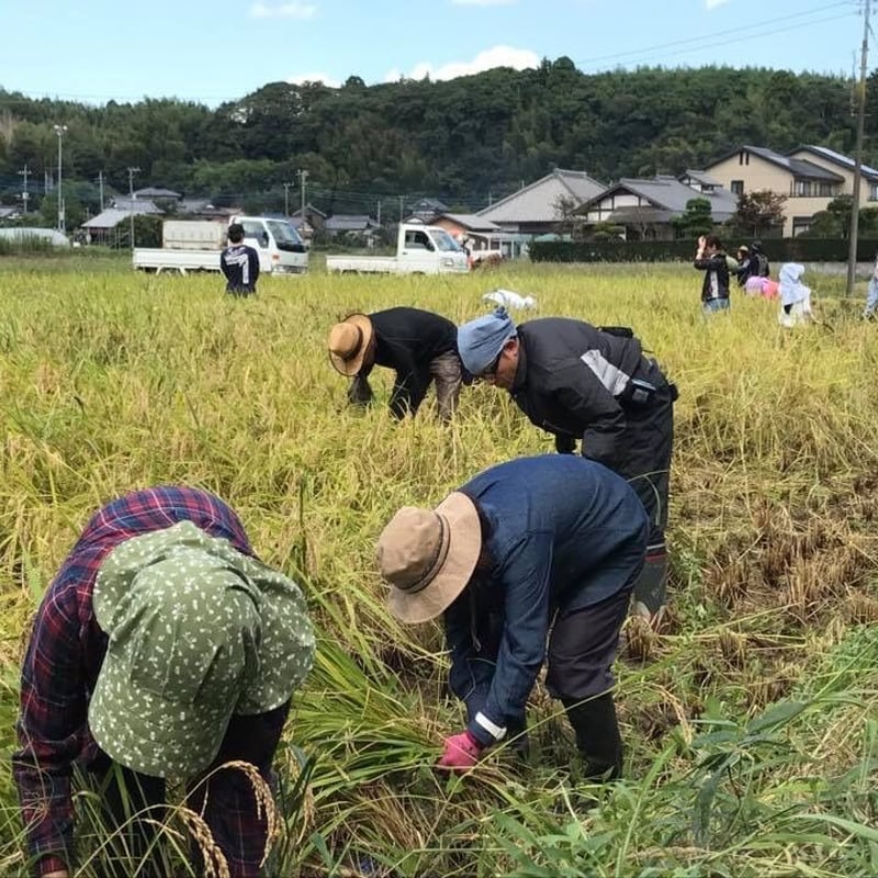 新米)令和6年産:コシヒカリ【美人米】玄米10kg 千葉県神崎町 新米)令和6年産:コシヒカリ【美人米】玄米10kg 千葉県神崎町