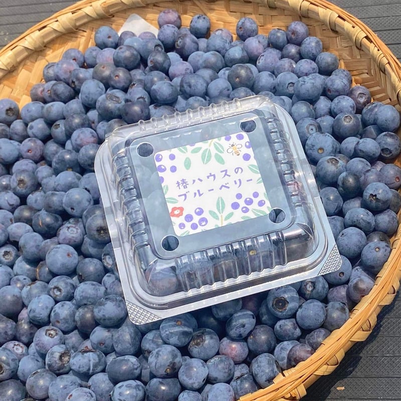 完熟朝摘み／クール便直送】無農薬フレッシュブルーベリー500グラム  