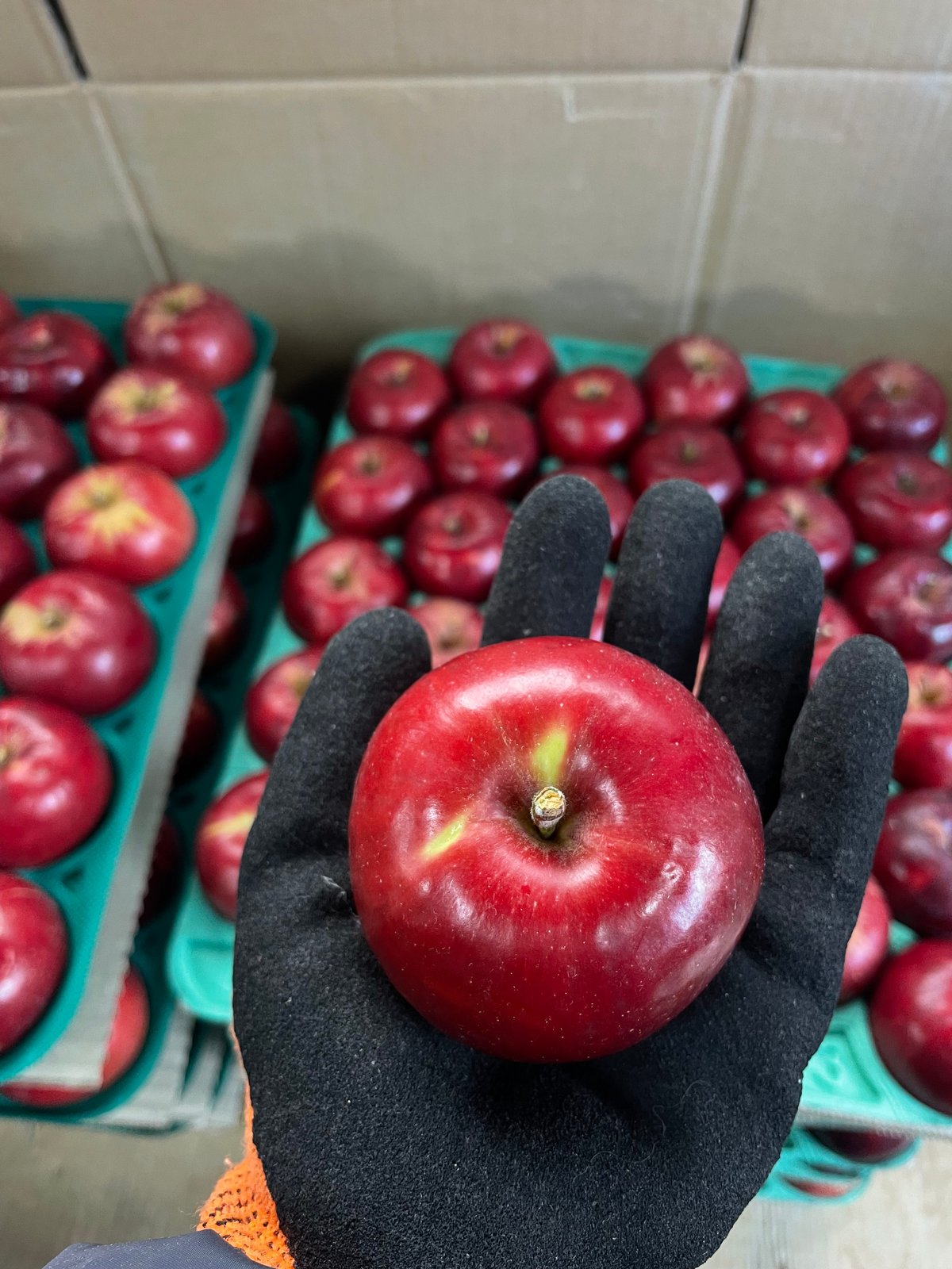 2025年度産 紅玉 23～28玉 | 木村興農社