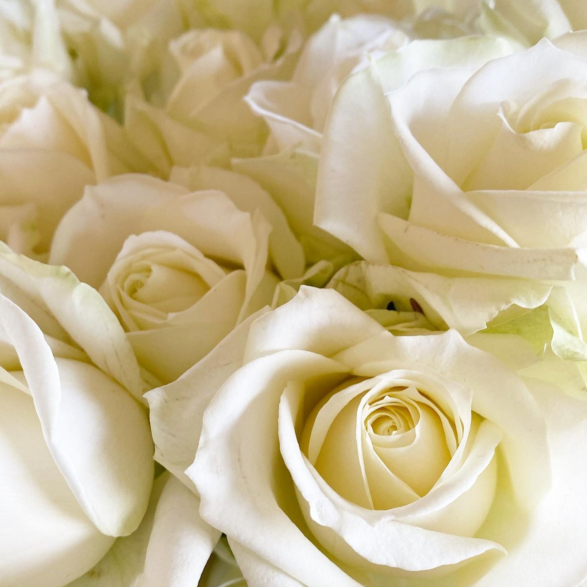 ❤︎おすそ分けファイル❤︎フラワー&レディ❤︎コラージュ素材❤︎バラメモ ❤︎おすそ分けファイル❤︎フラワー&レディ❤︎コラージュ素材