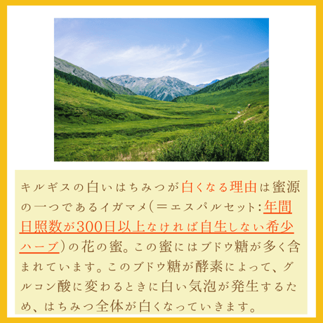 キルギスの白いハチミツ（非加熱・活性酵素・無農薬)）