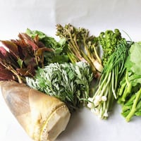 【新鮮朝採り】山菜セット