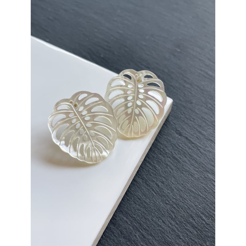 14kgf ホワイトシェル  (モンステラ) 14kgf ホワイトシェル (モンステラ)