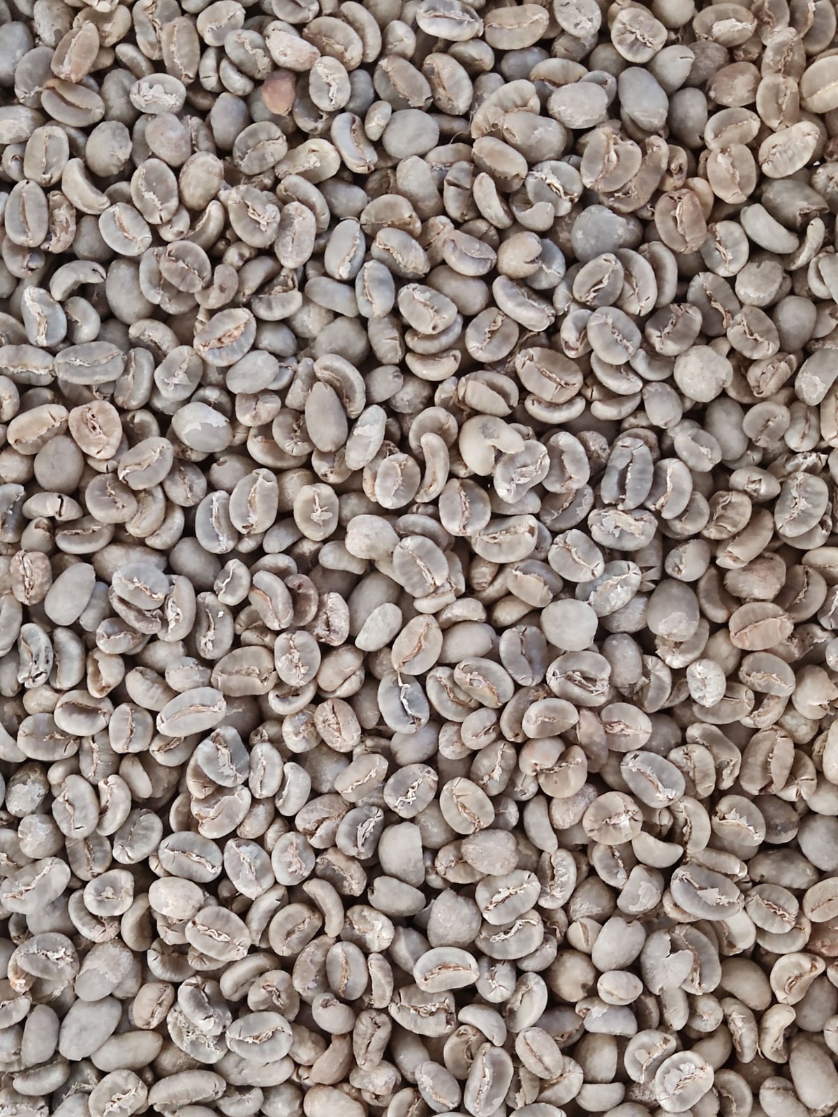 マンデリンG1 100g | OneWeekCoffee STORE