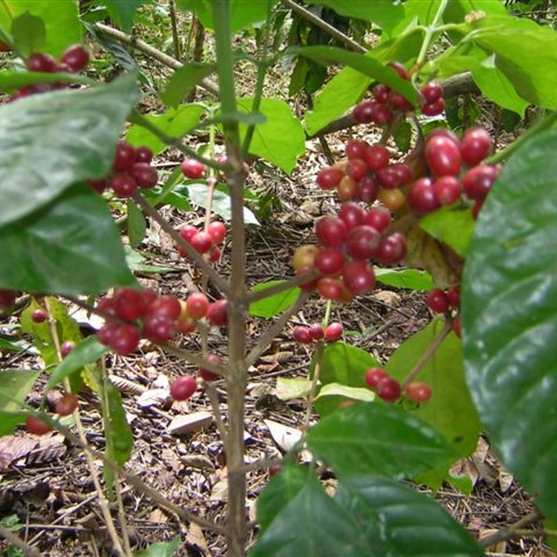 【メタル】【コーヒー生豆】エクアドル　アンデスマウンテン 5kg エクアドル アンデスマウンテン｜コーヒー流通センター