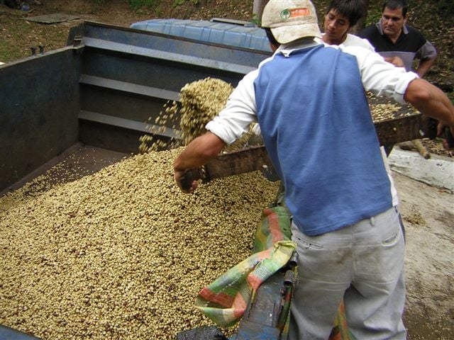 エクアドル アンデスマウンテン 200g | OneWeekCoffee STORE