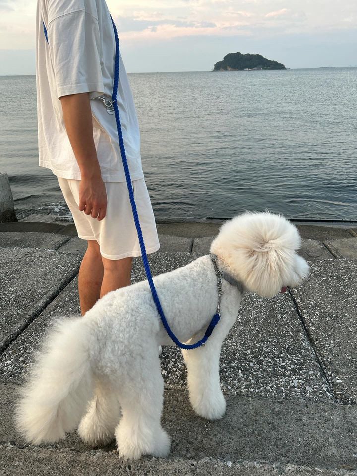 珍品】MADE IN USA HARMONY まずい 犬のリード海岸の散歩にどうぞ！