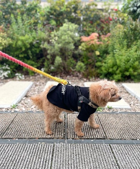 Mungo and&Maud uk 発　モードなドックWear　リード首輪セット Mungo and&Maud uk 発 モードなドックWear リード首輪セット