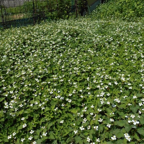 月蓬サロン専用【消費税８％】