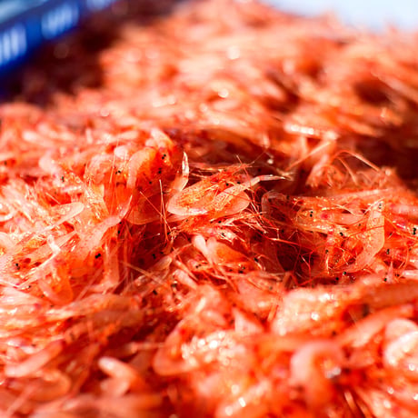 駿河湾の宝石 獲れたて桜えび（生）200g