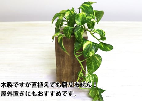 Accoya® Wood Flower Pot  【 L size 】 (W100㎜×D100㎜×H200㎜)