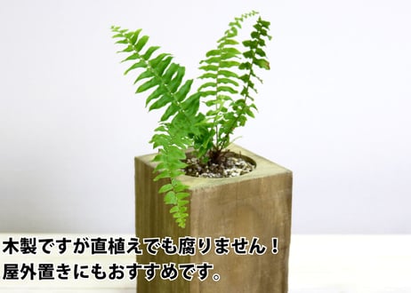 Accoya® Wood Flower Pot 【 M size 】 (W100㎜×D100㎜×H162㎜)