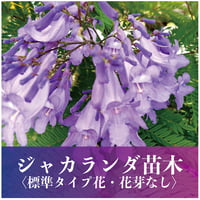 わい性種ジャカランダ苗木（標準タイプ）