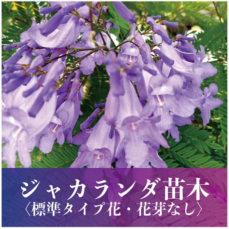 CATEGORY ジャカランダ花苗 | ミヤコネ
