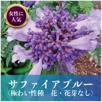 極わい性種苗木サファイアブルー