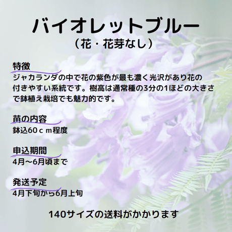ジャカランダ苗木バイオレットブルー
