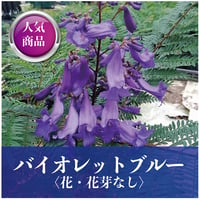 ジャカランダ苗木バイオレットブルー