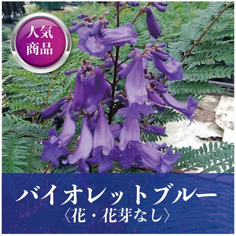 ジャカランダ苗木バイオレットブルー