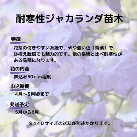 耐寒性ジャカランダ苗木