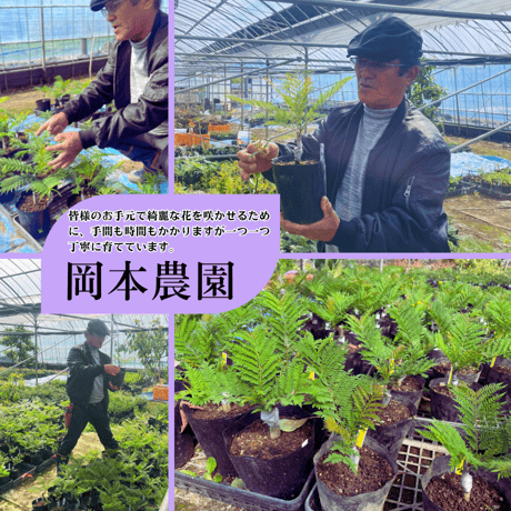耐寒性ジャカランダ苗木