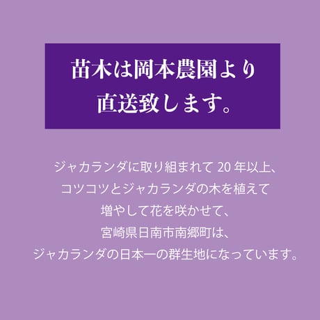 わい性種ジャカランダ苗木（標準タイプ）